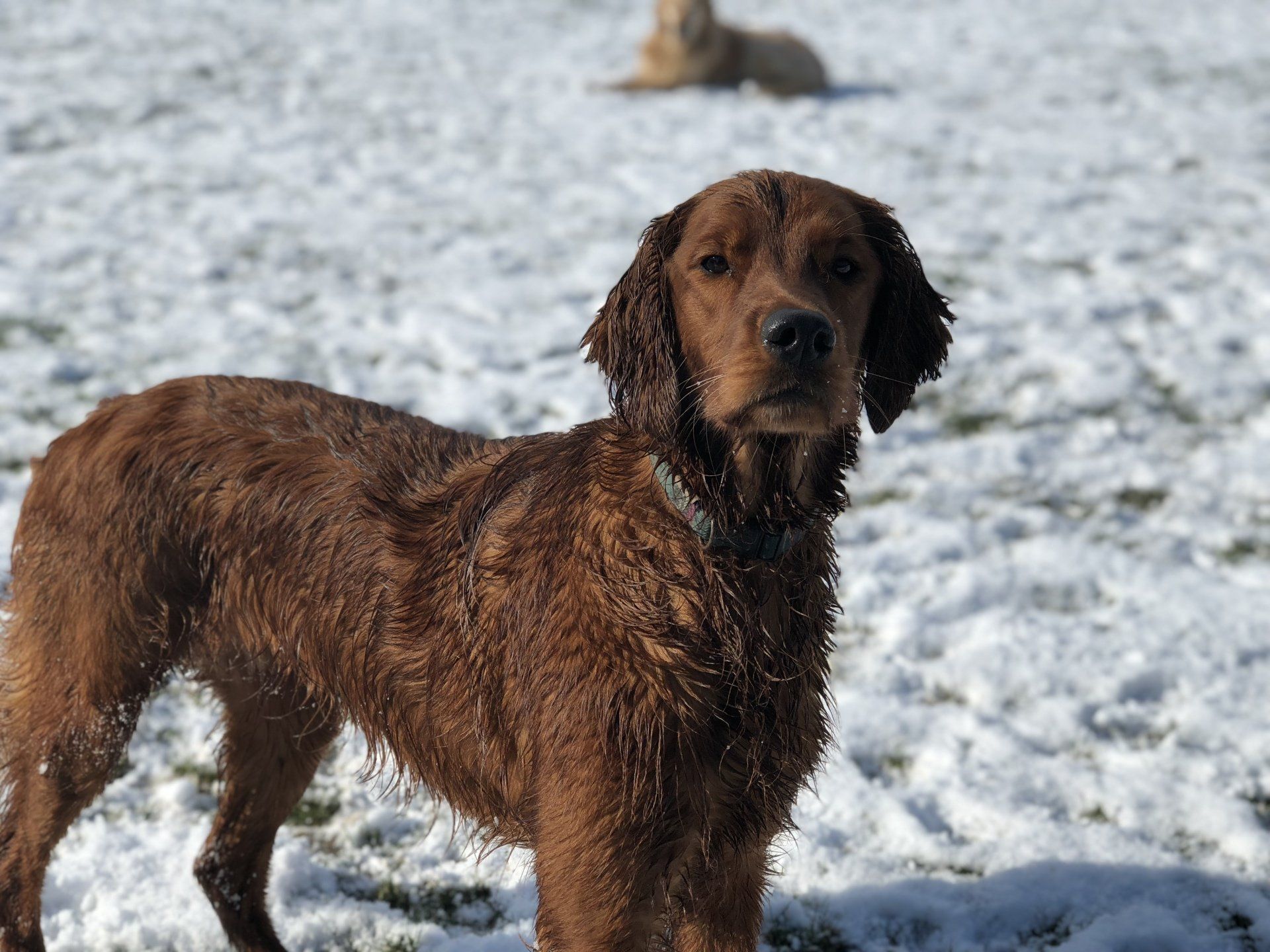 Doggy Day Care Centre for Dogs at Barehams Boarding & Daycare Centre Orsett, Grays, Thurrock