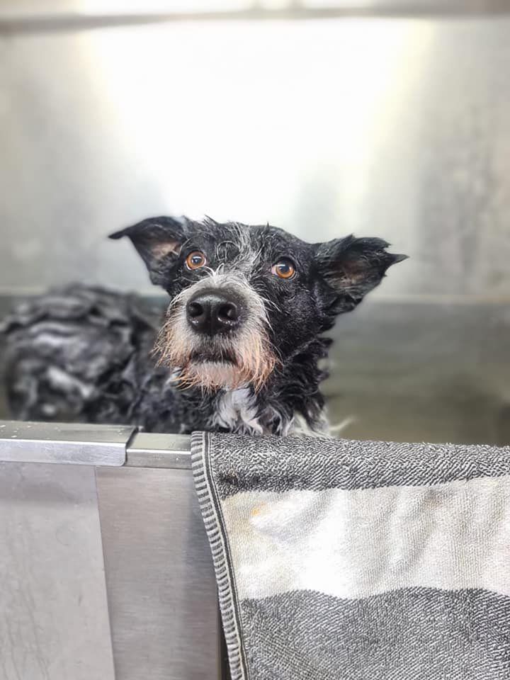 A dog is taking a bath in a metal tub.
