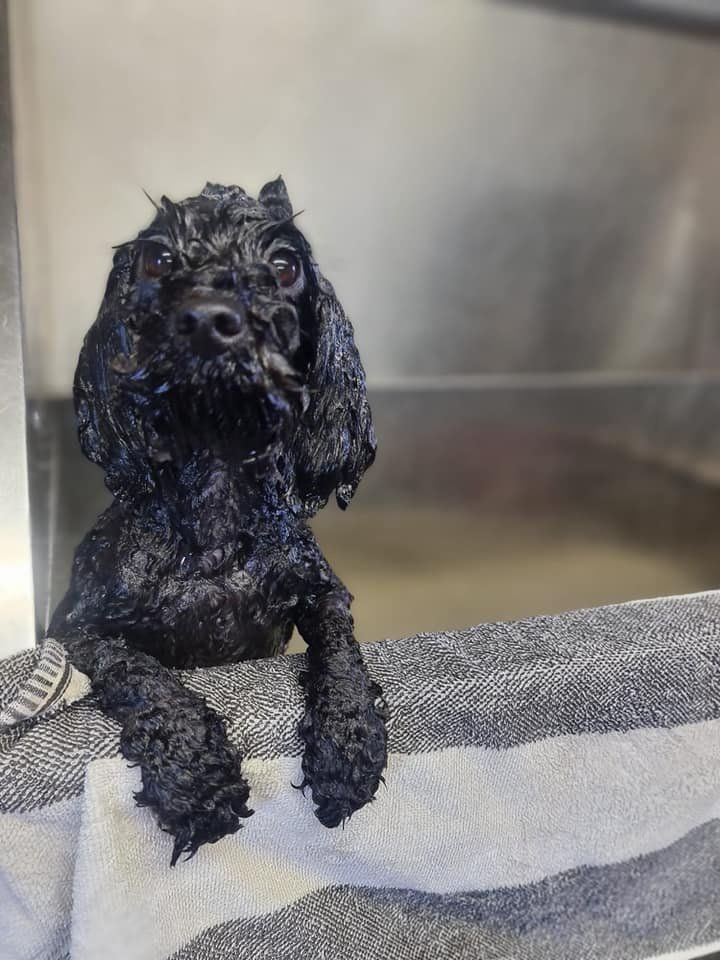 A black dog is laying on a towel and looking at the camera