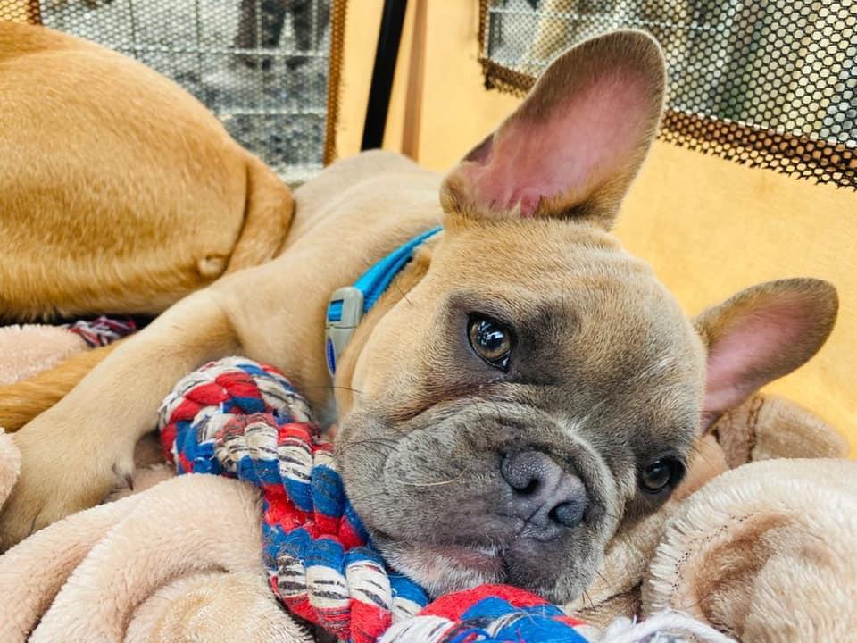 A french bulldog puppy is laying on a blanket with a toy.
