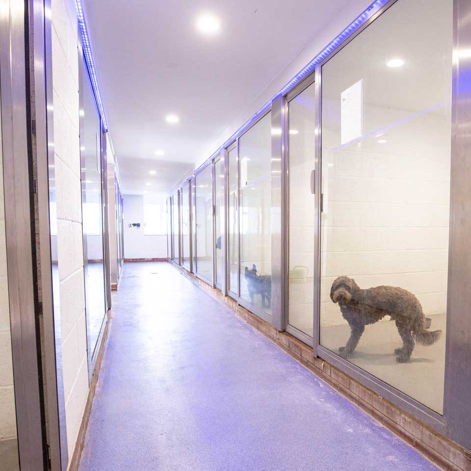 VIP boarding kennels in Orsett Grays Thurrock Barehams Boarding Kennels