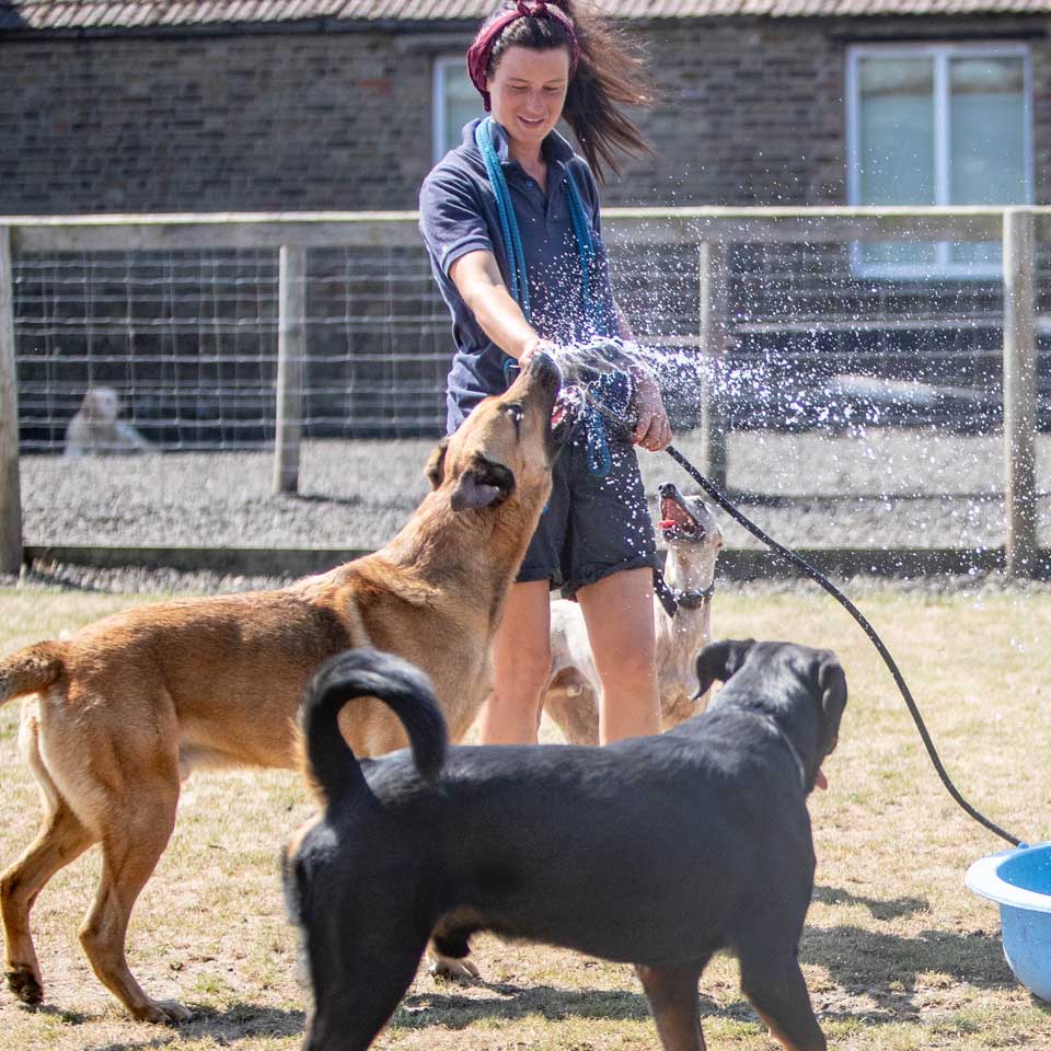 Doggy day care centre for dogs. A fun place where they will have plenty of exercise Barehams Day Care orsett Grays Thurrock