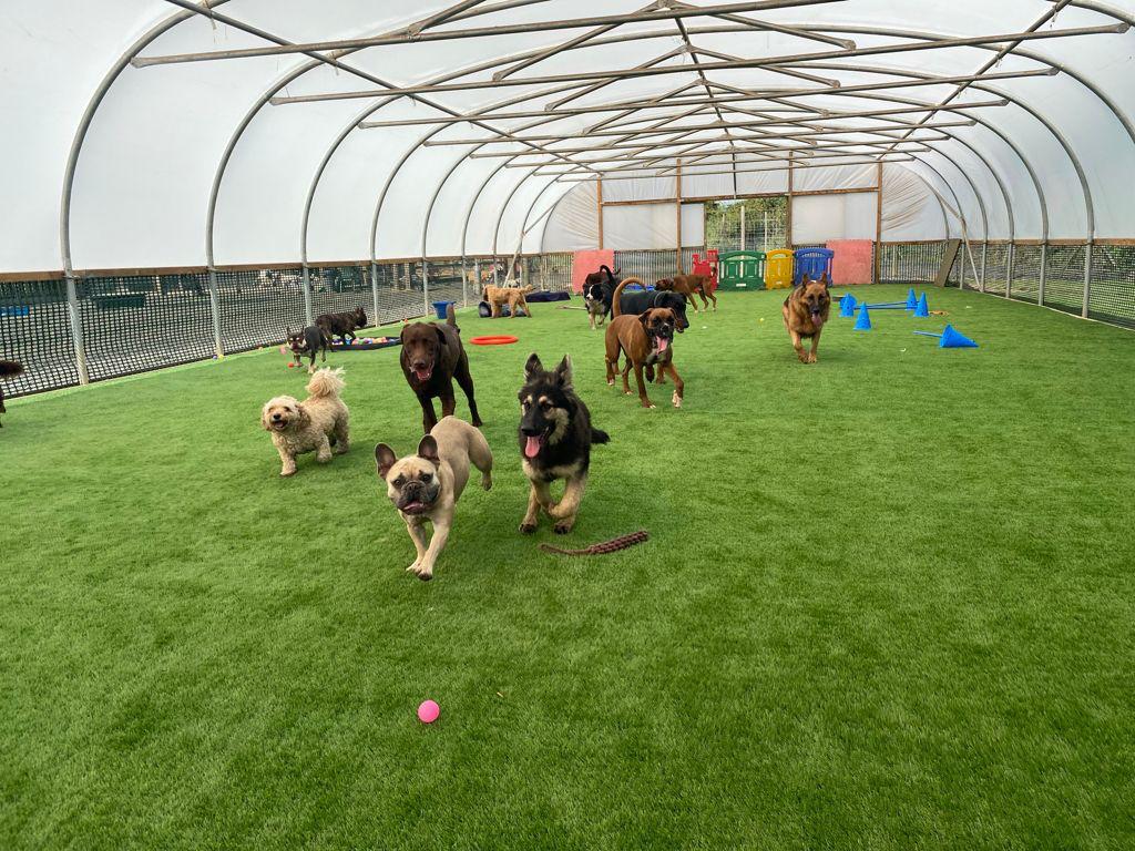 A group of dogs are running on a lush green field.