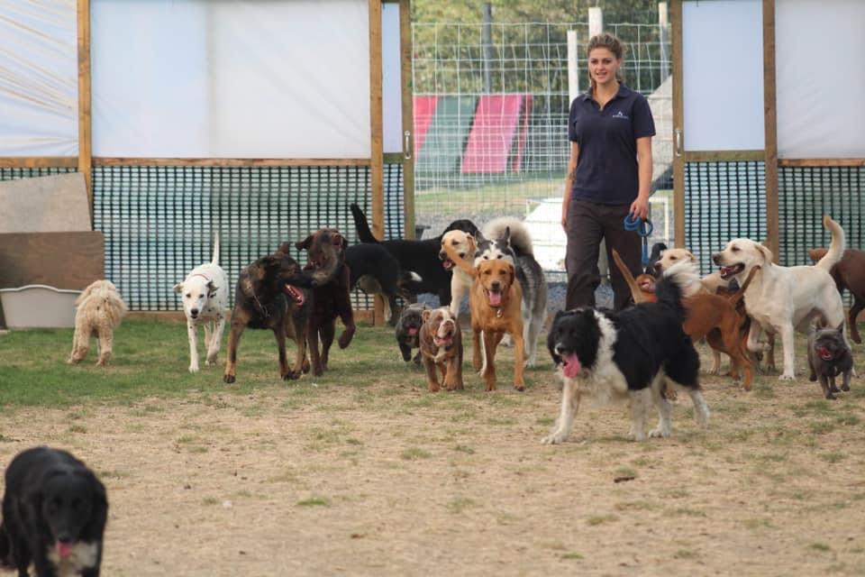A woman is standing in front of a group of dogs