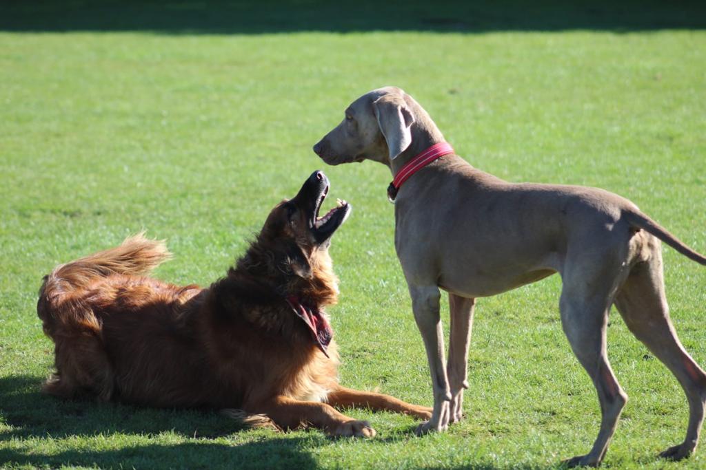 Two dogs are playing in a grassy field.