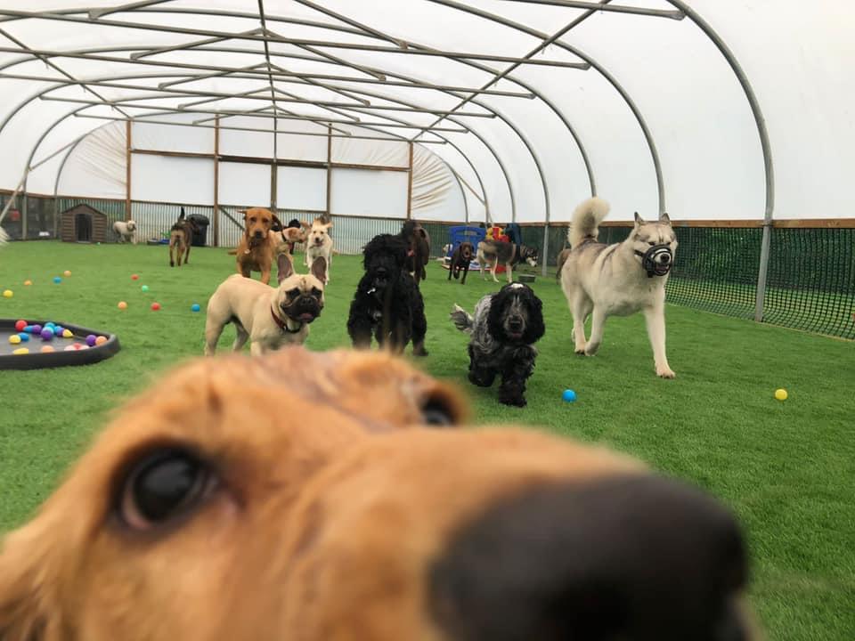 A group of dogs are playing in a fenced in area.