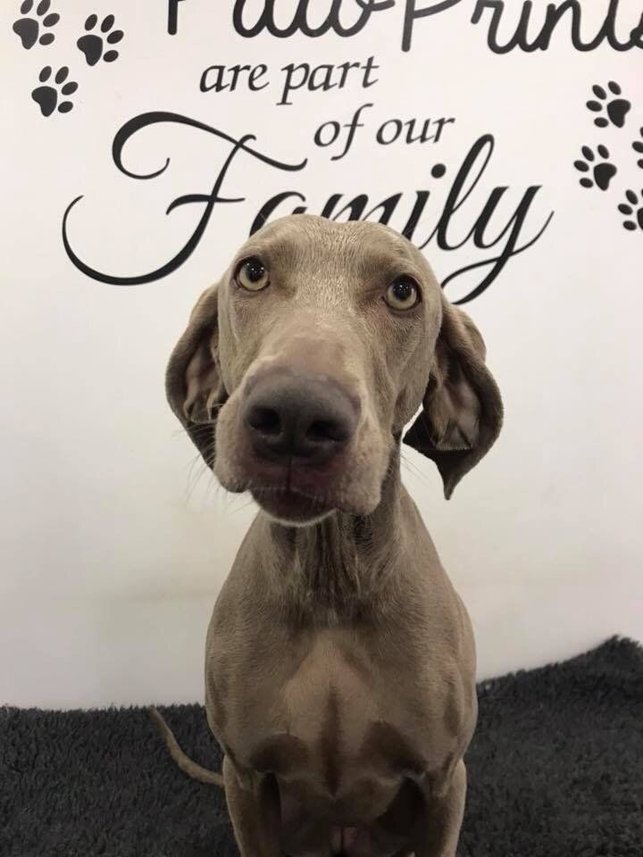 qualified Dog grooming at Barehams Kennels Orsett, Grays, Thurrock