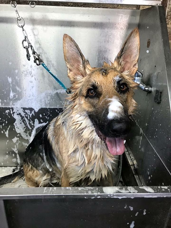 qualified Dog grooming at Barehams Kennels Orsett, Grays, Thurrock