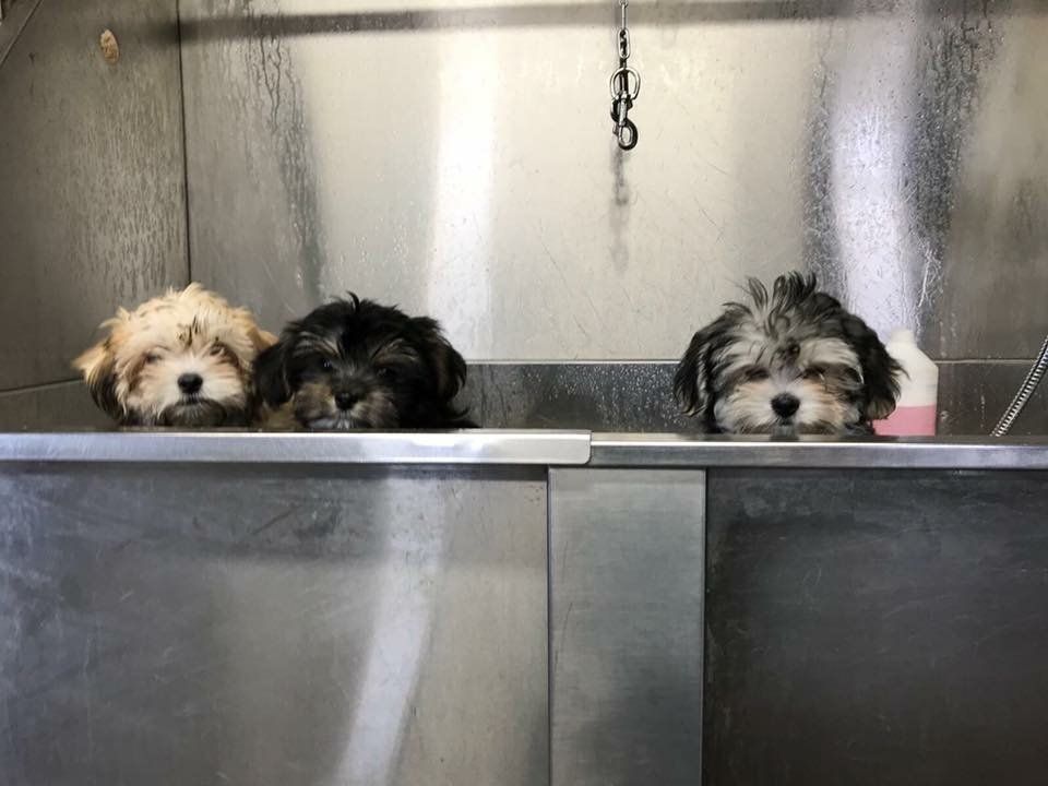 qualified Dog grooming groomers at Barehams Kennels Orsett, Grays, Thurrock