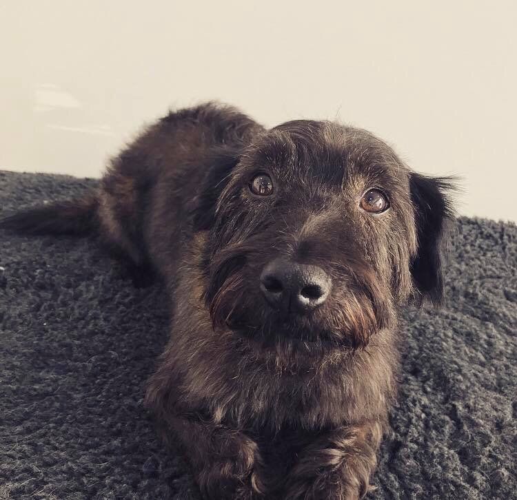 qualified Dog grooming at Barehams Kennels Orsett, Grays, Thurrock