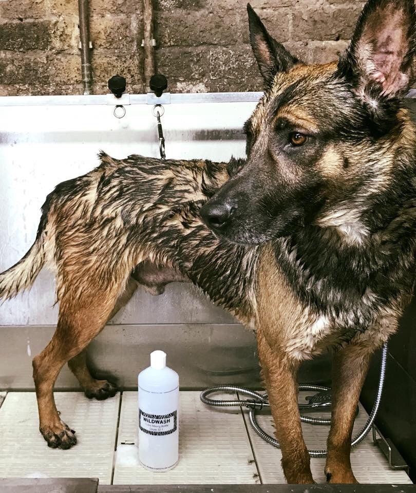 qualified Dog grooming at Barehams Kennels Orsett, Grays, Thurrock