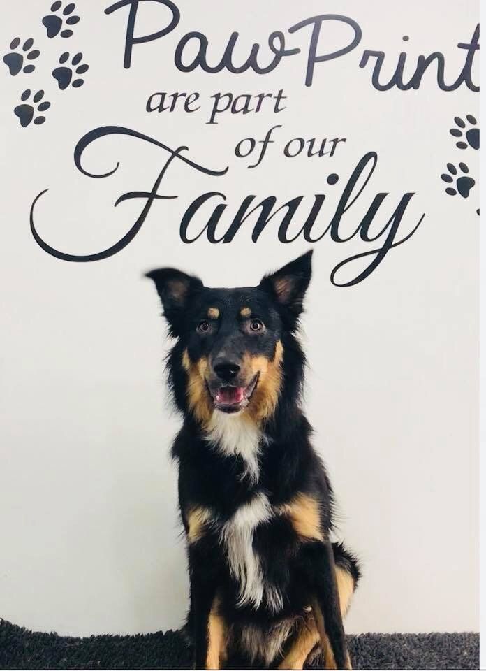 qualified Dog grooming at Barehams Kennels Orsett, Grays, Thurrock