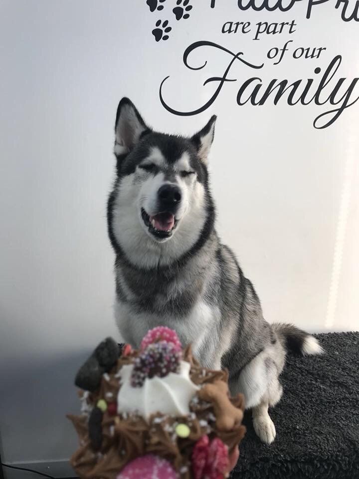 qualified Dog grooming at Barehams Kennels Orsett, Grays, Thurrock