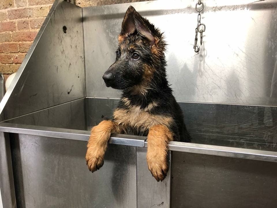 qualified Dog grooming at Barehams Kennels Orsett, Grays, Thurrock