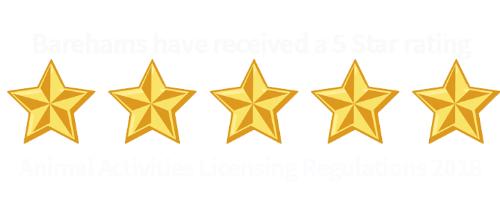 bareham kennels dog training