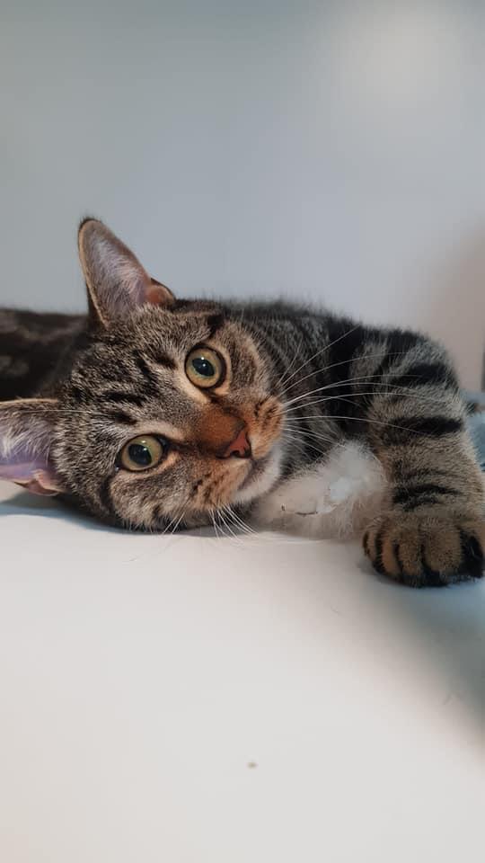 luxury cattery cat boarding in Orsett Thurrock Essex Barehams