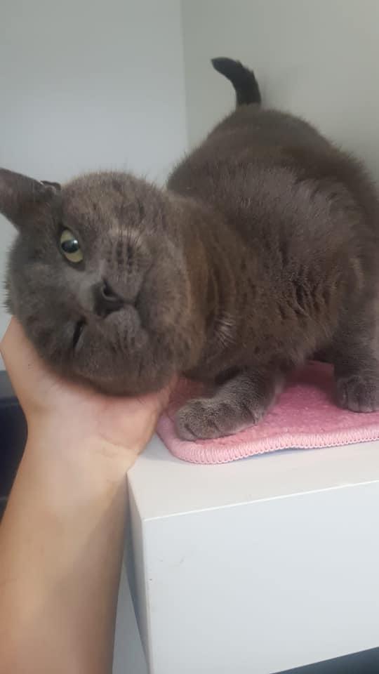 A person is holding a gray cat on a pink mat.