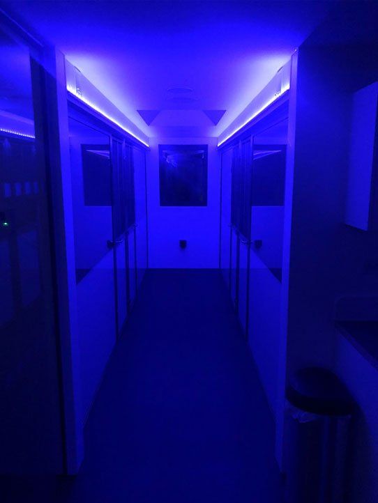 Luxury cattery with blue lights on the walls and ceiling  at Barehams