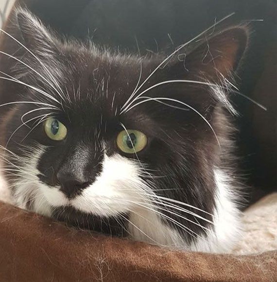 Cat boarding - our Barehams cattery is like home from home in Orsett, Grays, thurrock