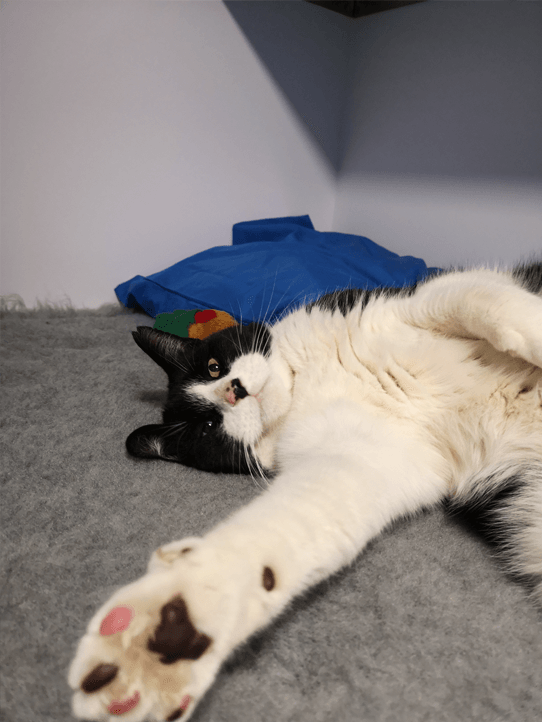 Luxury 5 star Cat boarding cattery at Barehams Boarding Kennels & Cattery Orsett Grays, Thurrock