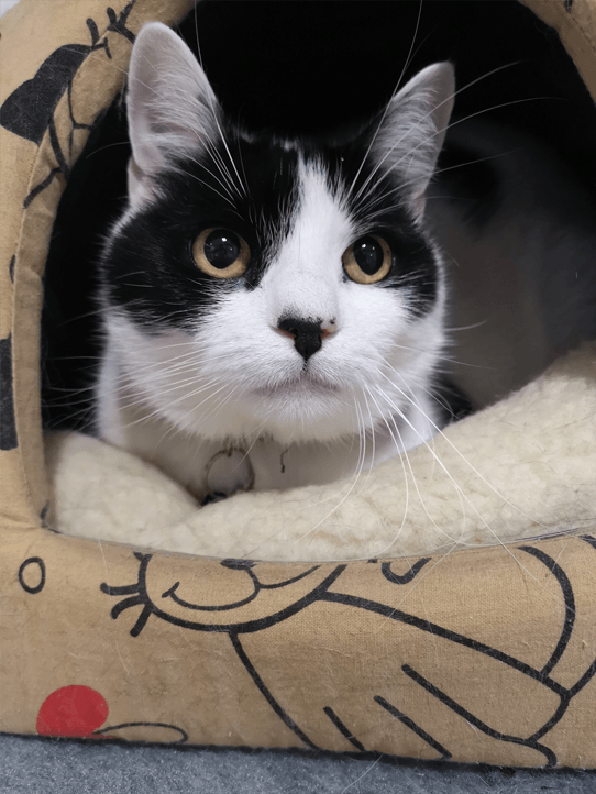 Luxury 5 star Cat boarding cattery at Barehams Boarding Kennels & Cattery Orsett Grays, Thurrock