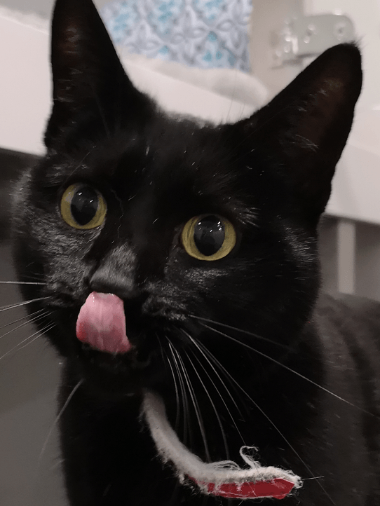 Luxury 5 star Cat boarding cattery at Barehams Boarding Kennels & Cattery Orsett Grays, Thurrock