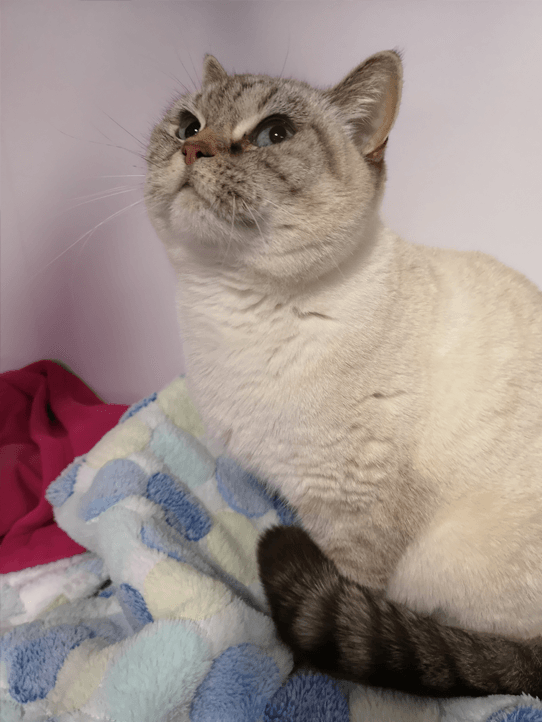 Luxury 5 star Cat boarding cattery at Barehams Boarding Kennels & Cattery Orsett Grays, Thurrock