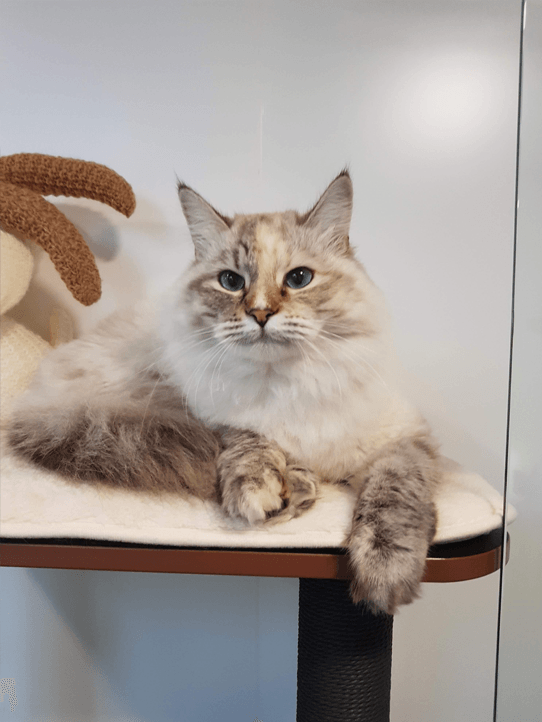 Luxury 5 star Cat boarding cattery at Barehams Boarding Kennels & Cattery Orsett Grays, Thurrock