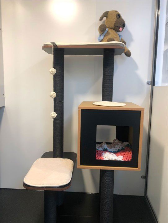 Luxury Cat boarding cattery at Barehams Boarding Kennels & Cattery Orsett Grays, Thurrock 5 star cattery