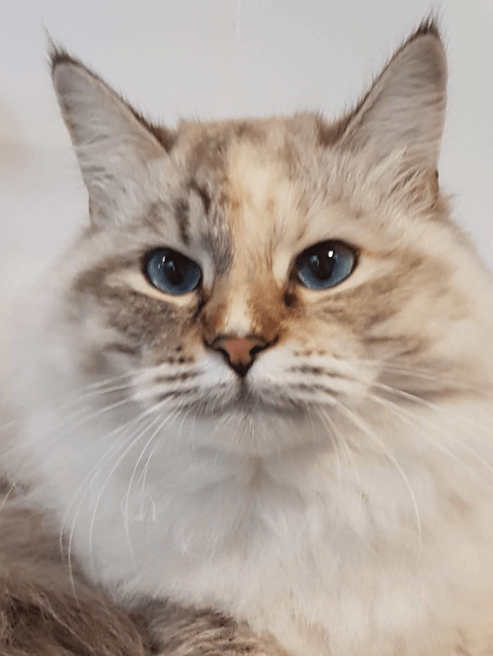 Luxury 5 star Cat boarding cattery at Barehams Boarding Kennels & Cattery Orsett Grays, Thurrock