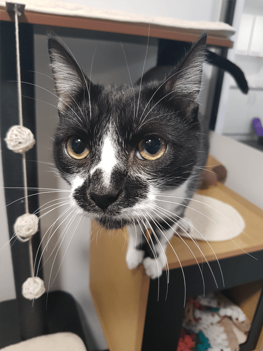 Luxury 5 star Cat boarding cattery at Barehams Boarding Kennels & Cattery Orsett Grays, Thurrock