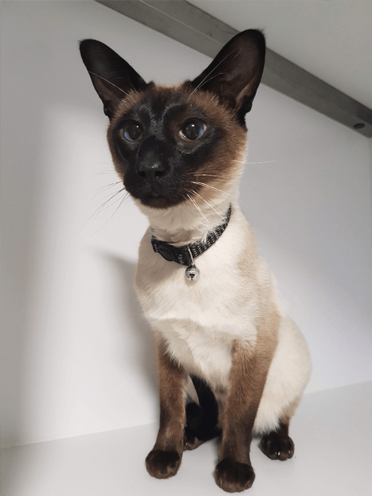 Luxury 5 star Cat boarding cattery at Barehams Boarding Kennels & Cattery Orsett Grays, Thurrock