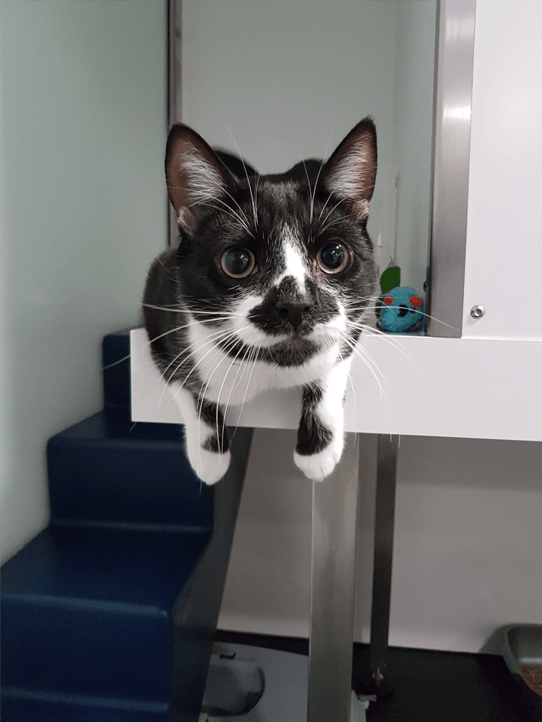 Luxury 5 star Cat boarding cattery at Barehams Boarding Kennels & Cattery Orsett Grays, Thurrock