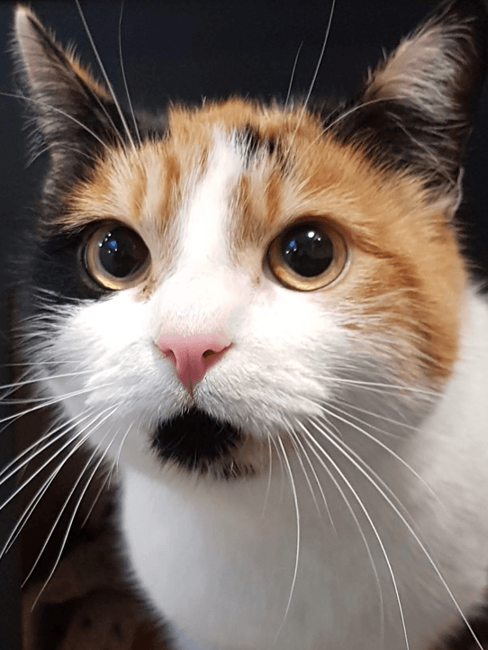 A close up of a calico cat looking at the camera