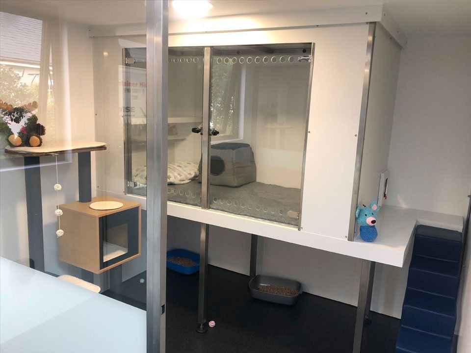 Luxury Cat boarding cattery at Barehams Boarding Kennels & Cattery Orsett Grays, Thurrock 5 star cattery