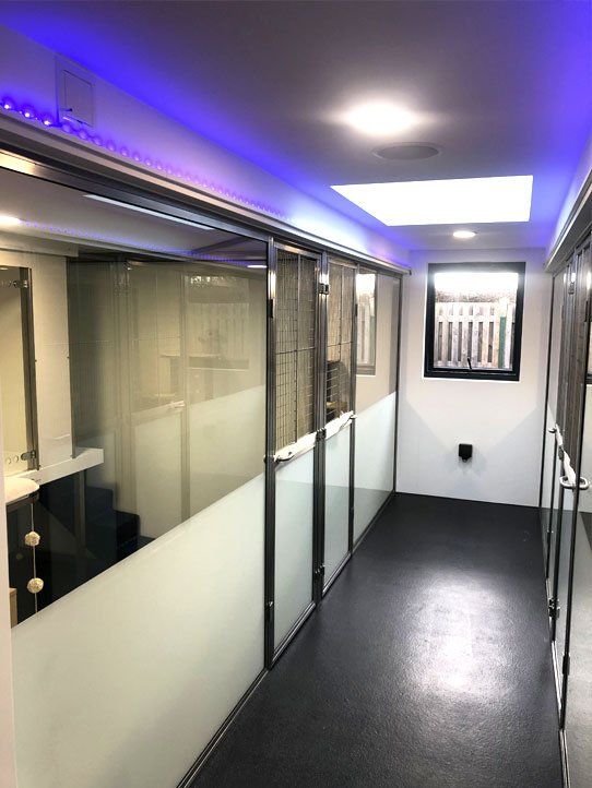 Luxury Cat boarding cattery at Barehams Boarding Kennels & Cattery Orsett Grays, Thurrock 5 star cattery