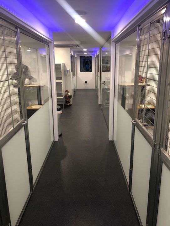 Luxury Cat boarding cattery at Barehams Boarding Kennels & Cattery Orsett Grays, Thurrock 5 star cattery