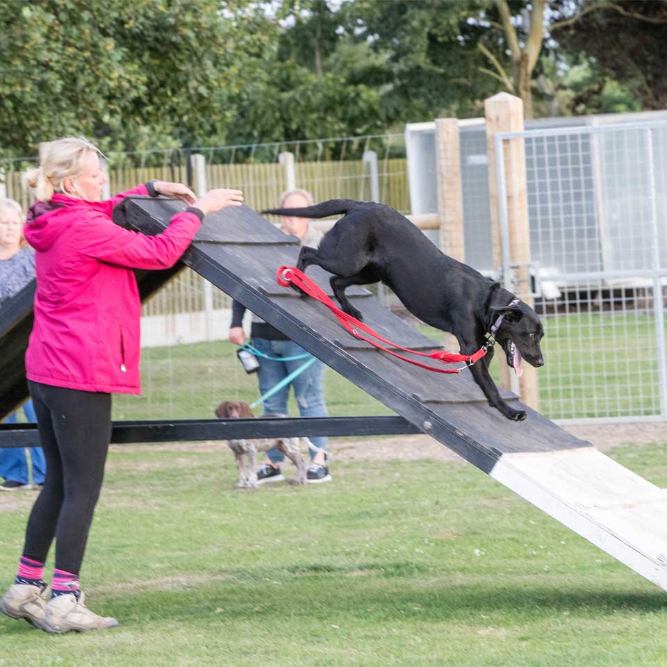 agility advanced training classes at Barehams Boarding & Daycare Centre Orsett, Grays, Thurrock