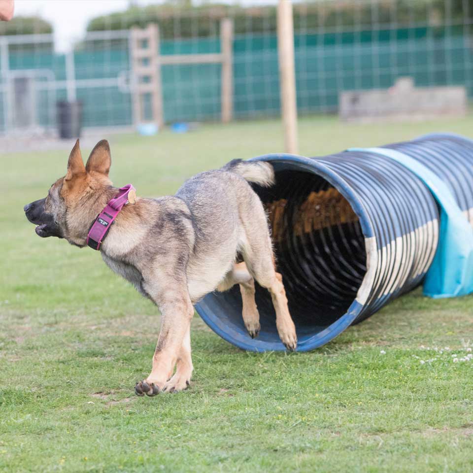 agility advanced training classes at Barehams Boarding & Daycare Centre Orsett, Grays, Thurrock