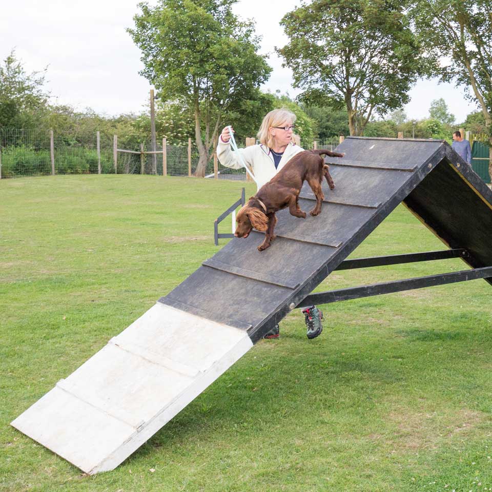 agility advanced training classes at Barehams Boarding & Daycare Centre Orsett, Grays, Thurrock