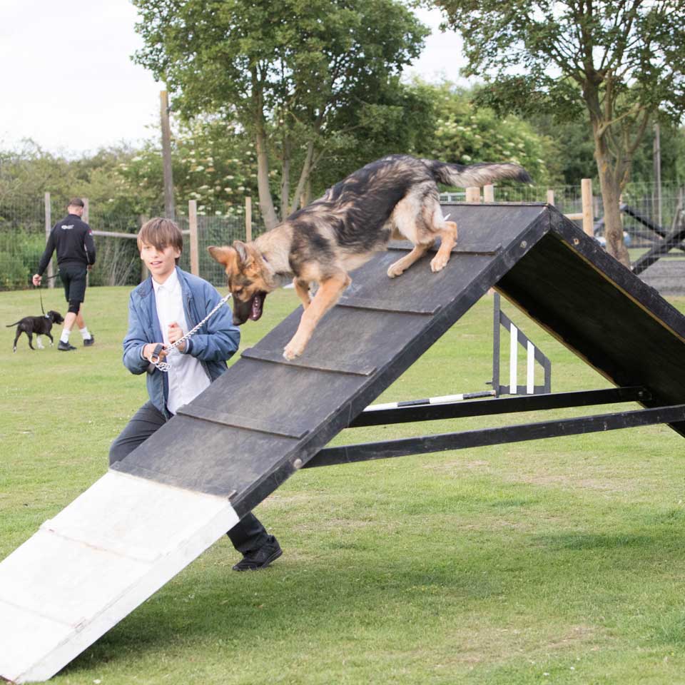 Dog Agility Training Classes Barehams Training Orsett