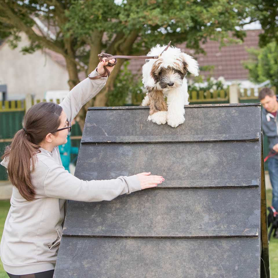 agility advanced training classes at Barehams Boarding & Daycare Centre Orsett, Grays, Thurrock
