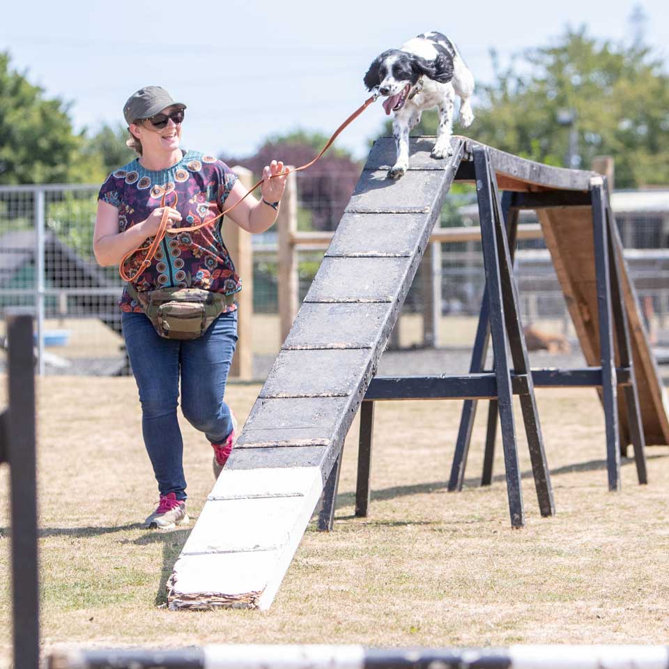 agility advanced training classes at Barehams Boarding & Daycare Centre Orsett, Grays, Thurrock