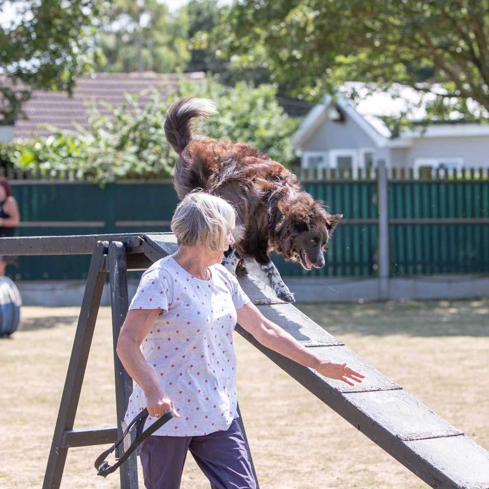 agility advanced training classes at Barehams Boarding & Daycare Centre Orsett, Grays, Thurrock