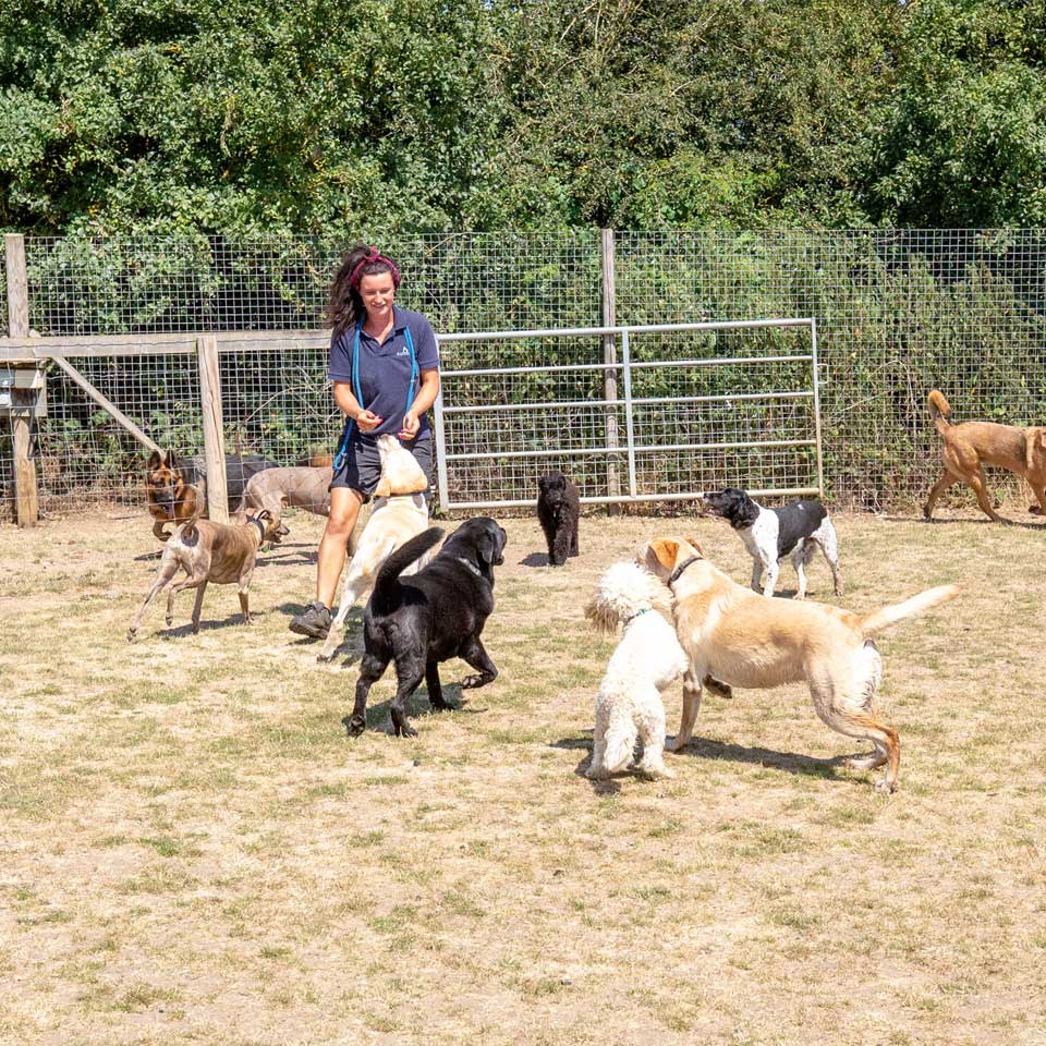 Home from home boarding kennels at Barehams Kennels in Orsett, Grays Thurrock