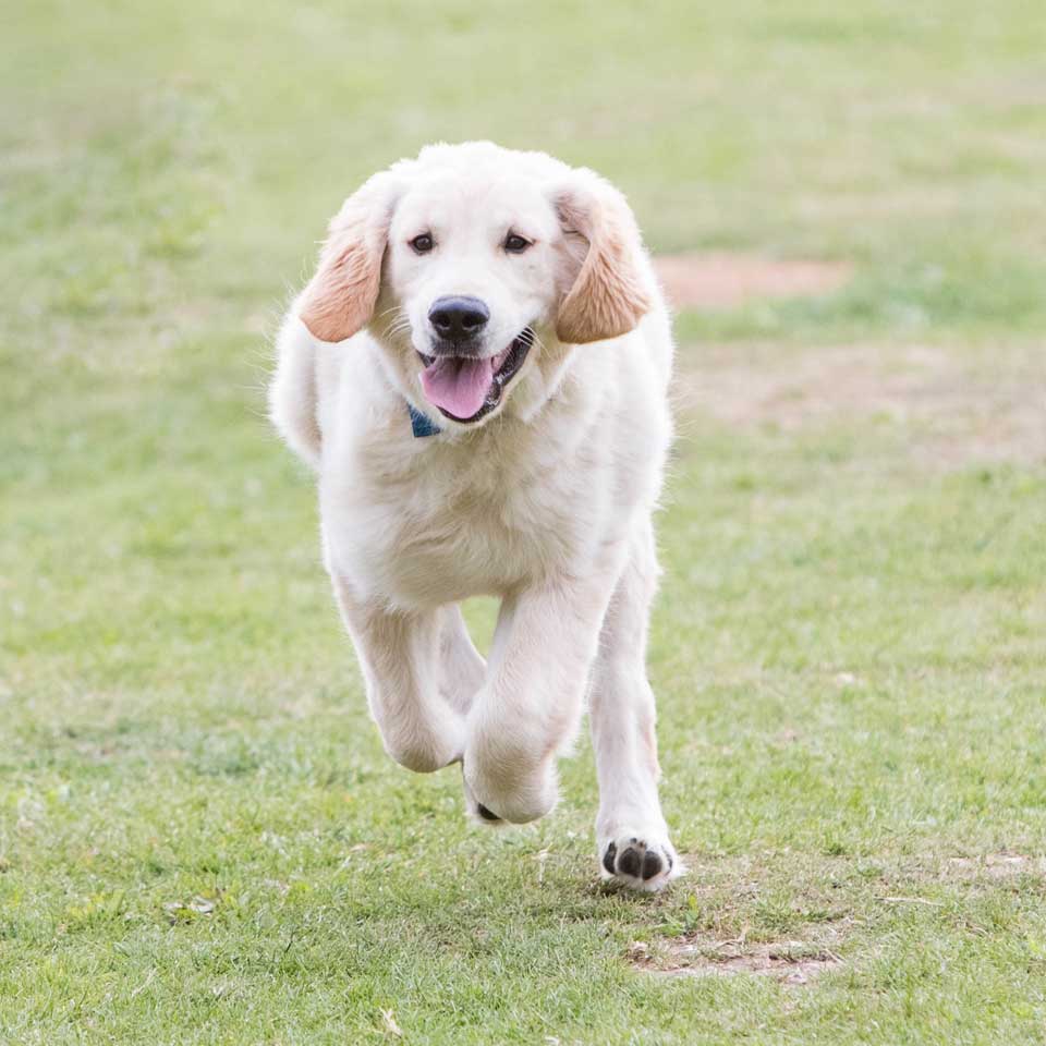Home from home boarding kennels at Barehams Kennels in Orsett, Grays Thurrock