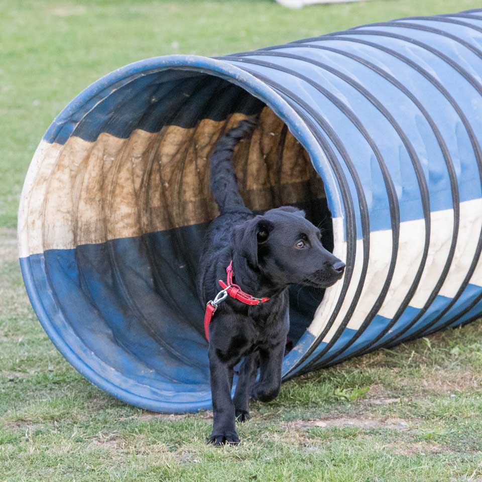 Home from home boarding kennels at Barehams Kennels in Orsett, Grays Thurrock
