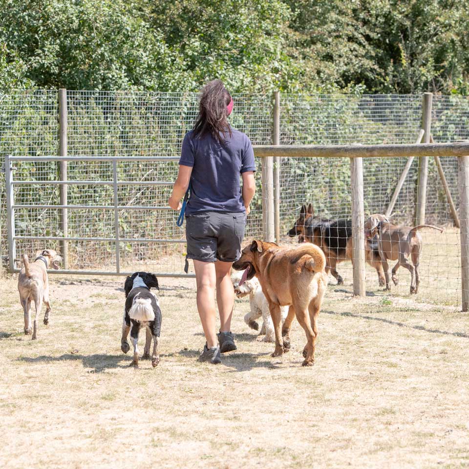 Home from home boarding kennels at Barehams Kennels in Orsett, Grays Thurrock