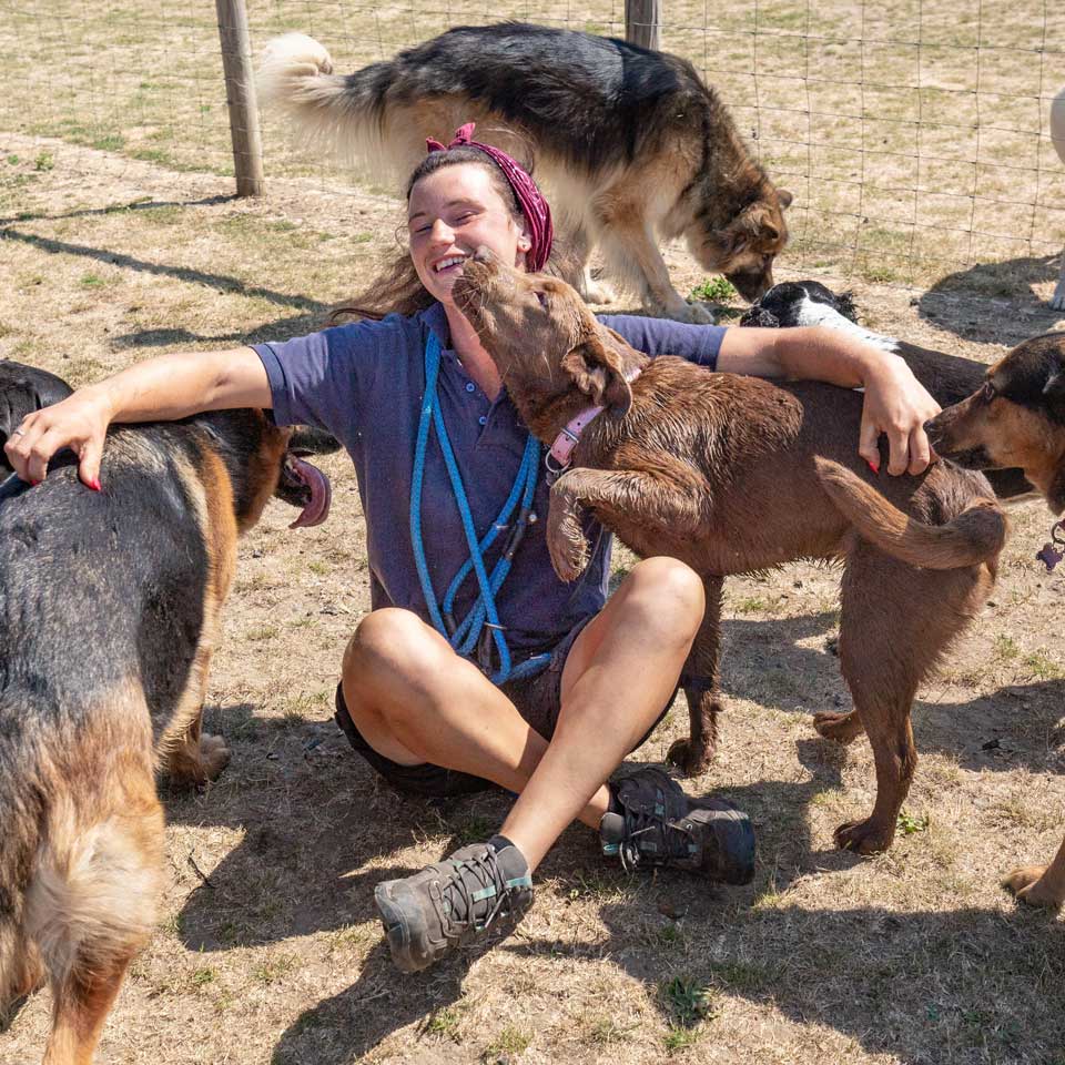 Home from home boarding kennels at Barehams Kennels in Orsett, Grays Thurrock