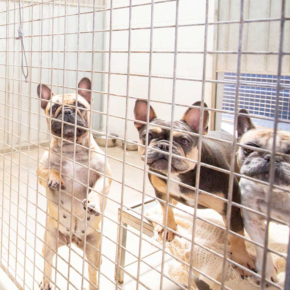 Home from home boarding kennels at Barehams Kennels in Orsett, Grays Thurrock